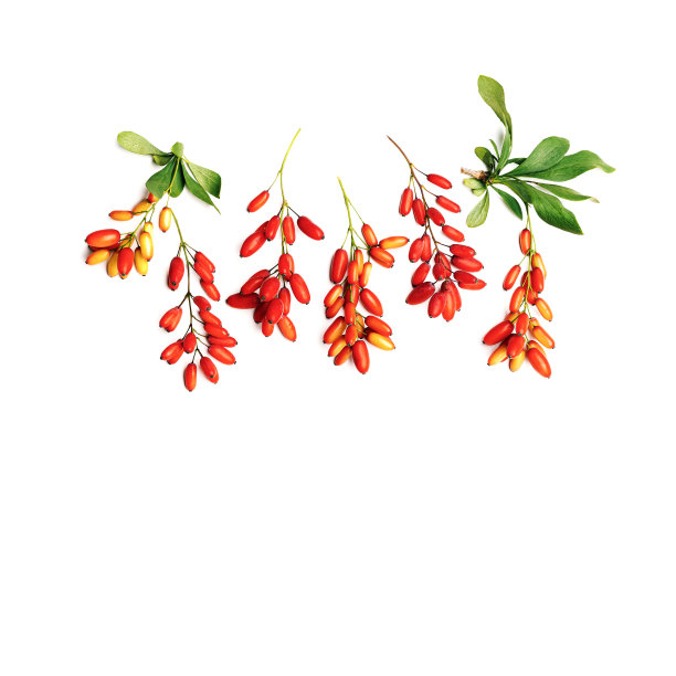 设置在白色背景上的红色浆果和绿色叶子孤立的Barberry枝条，俯视图。熟鲜酸味的浆果，健康的食物佐料。Barberry天然食品，药用植物图片下载