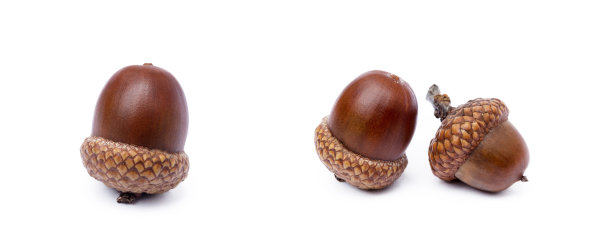 成熟的橡子孤立图片下载