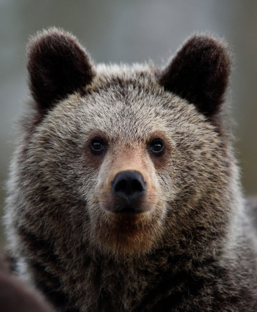 年轻的贝尔肖像图片下载