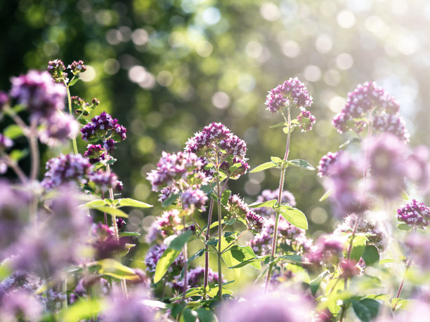 抽象的花卉背景为各种目的。图片下载