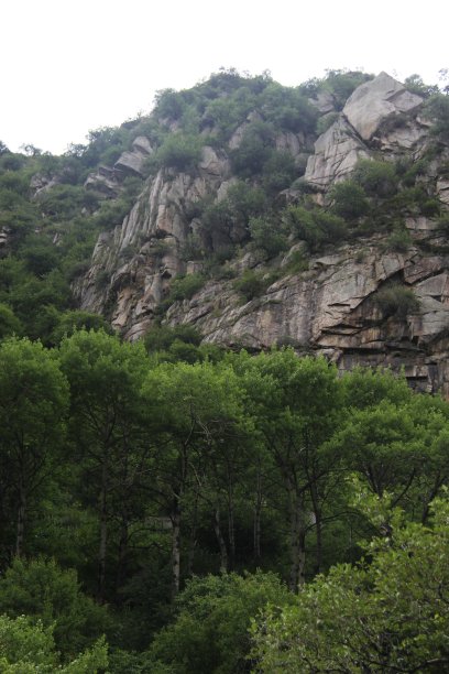 山里的森林图片下载