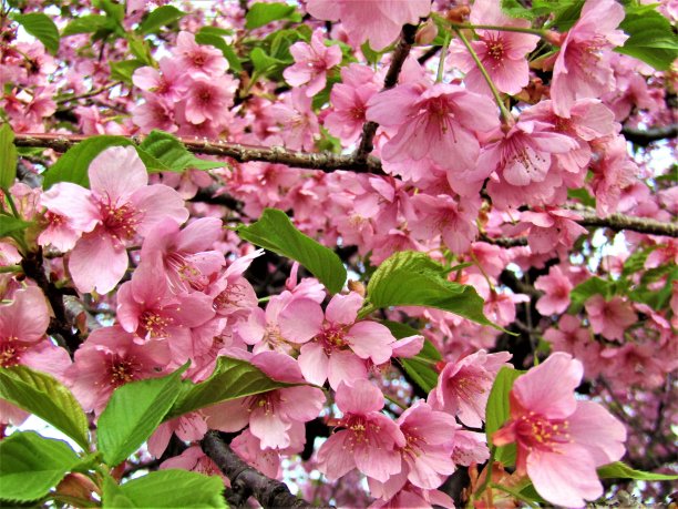 日本。3月。春天的色彩。图片下载