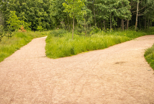 两种方式，选择道路，特写的森林分叉图片下载