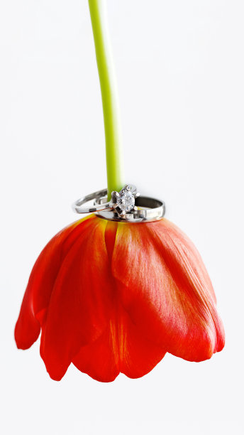 一对结婚和订婚戒指，钻石镶嵌在红色郁金香上。白色背景，象征着爱情和婚姻。图片下载