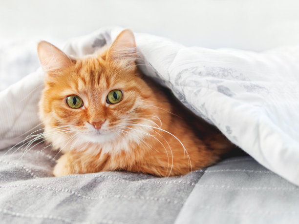 可爱的姜黄色猫躲在毯子下面。毛茸茸的宠物正试图保持温暖。在没有中央暖气的寒冷季节，舒适的家庭背景。图片下载