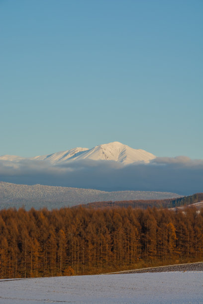 冬天山上的落叶松林和雪山图片下载