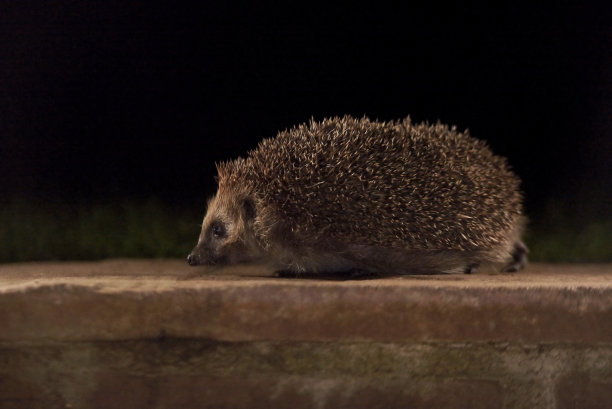 欧洲刺猬的夜晚图片下载