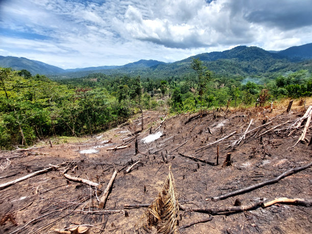 通过燃烧清理新土地。森林砍伐-库存图片图片下载