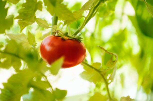 青枝上成熟的西红柿图片下载
