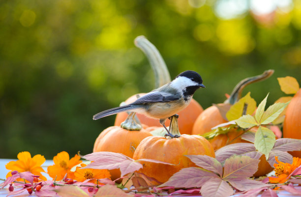 南瓜上的山雀素材图片