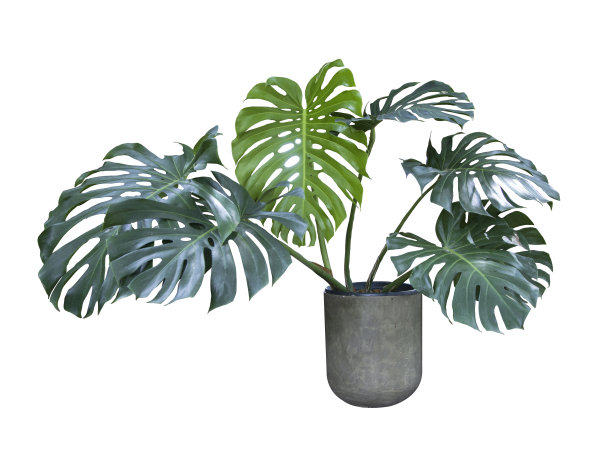 装饰怪兽树种植白色陶瓷花盆孤立在白色背景。图片下载