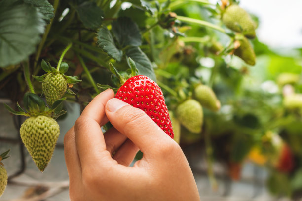 在有机农场里，一位亚洲妇女在采摘新鲜成熟的草莓。图片下载