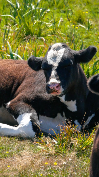 可爱的睡觉的牛图片下载