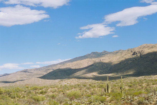 仙人掌图片下载