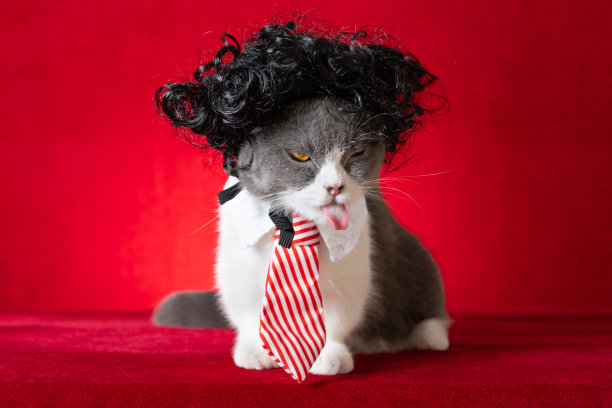 英国短毛猫，戴着红色背景的假发和领带图片下载