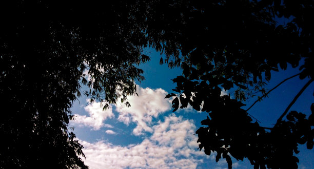 在一棵茂盛的树下图片下载