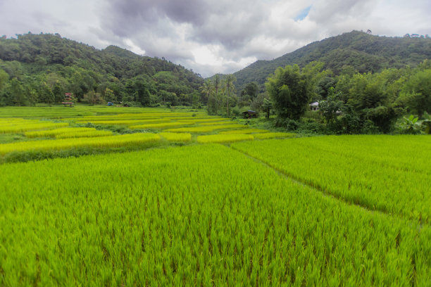 航拍稻田，无人机拍摄农田，天空和农业，景观照片，航拍顶部角度景色优美自然。图片下载