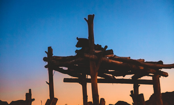 夜晚，一只喜马拉雅熊坐在树上。捕食者的剪影在傍晚夕阳的天空背景下图片下载