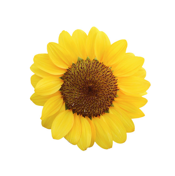 令人惊叹的鲜艳的黄色向日葵在白色背景图片下载