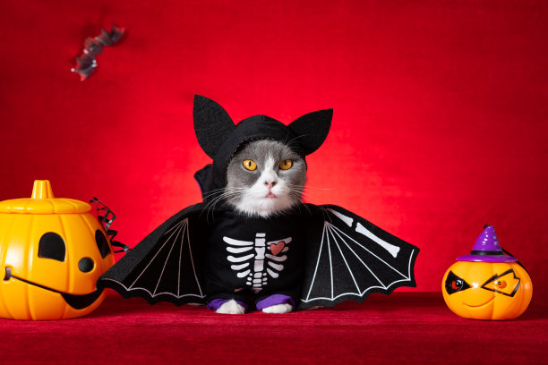 可爱的英国短毛猫穿着万圣节骷髅裙，旁边放着南瓜灯图片下载