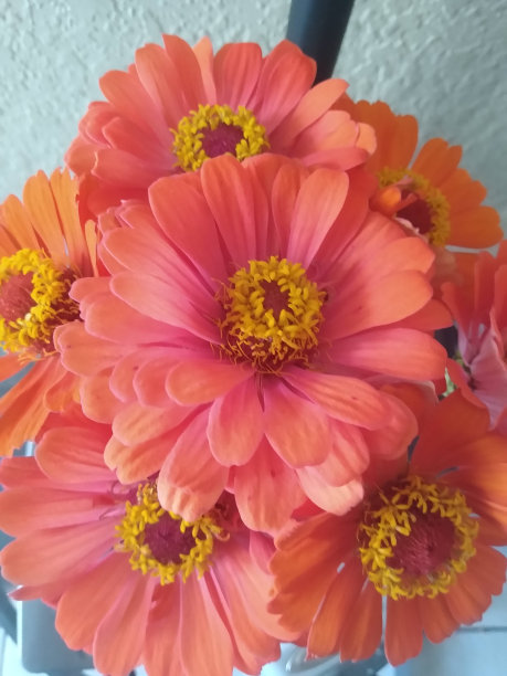 津尼亚斯图片下载