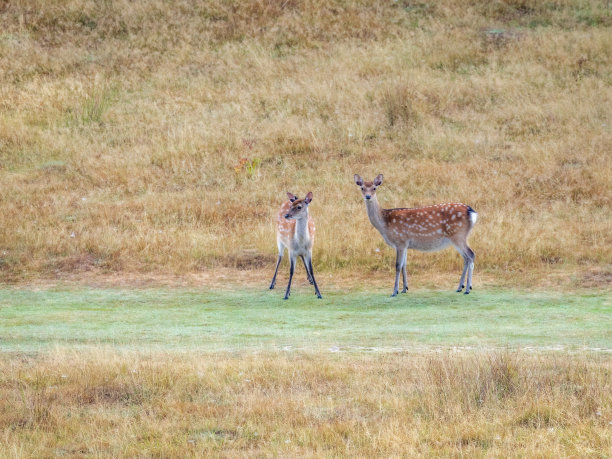 白色跟踪鹿图片下载