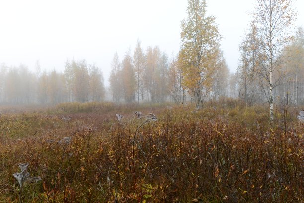 秋天的风景雾蒙蒙的黎明沼泽在蜘蛛网周围的桦树在黄色的叶子图片下载