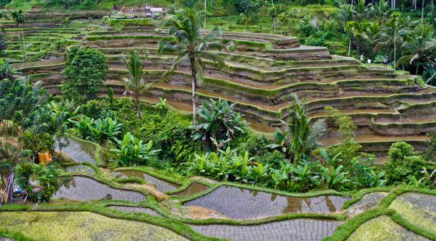 水稻梯田图片下载