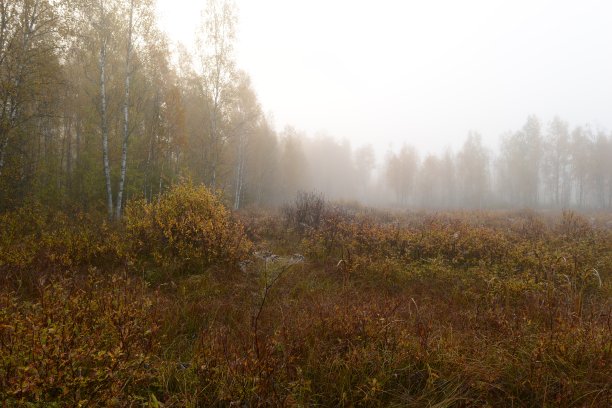 雾蒙蒙的黎明，沼泽上的秋景被黄叶的桦树包围图片下载