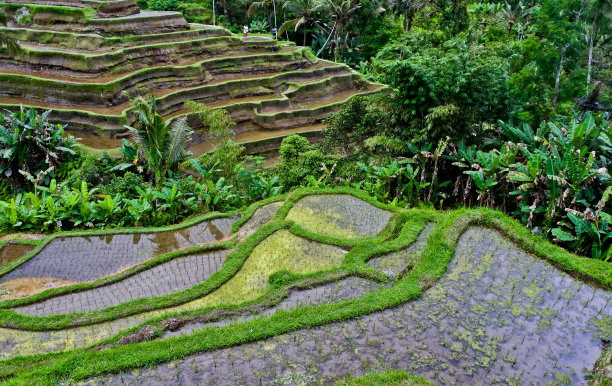 水稻梯田图片下载