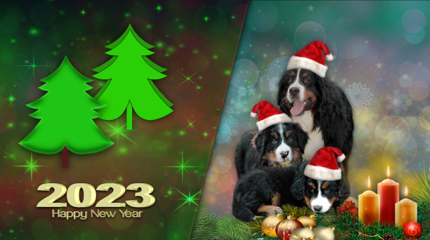 伯尔尼山犬带着小狗和2023年新年前夜图片下载