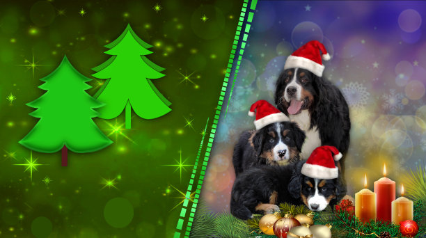 圣诞快乐新年贺卡与伯恩斯山狗，小狗和圣诞树。图片下载