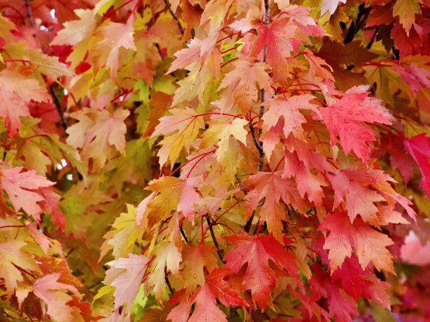 秋天充满活力的枫叶图片下载