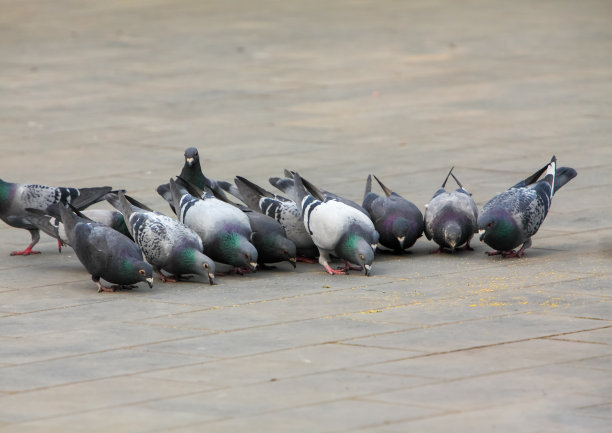 城市的鸽子图片下载