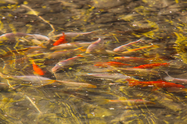 金鱼在池塘里游泳图片下载
