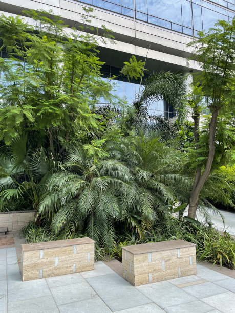 在铺好的天井区域，茂盛的棕榈树和灌木，植物边界的墙长凳座位的图像，重点在前景图片下载