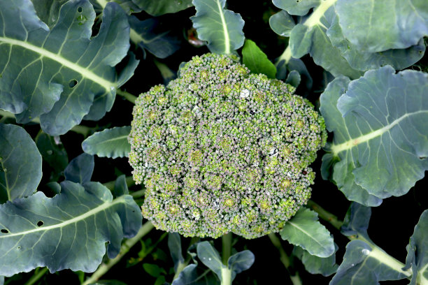 花园里新鲜的绿色西兰花。健康食品,素食图片下载