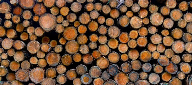 全景原木桩的横截面为木制背景图片下载