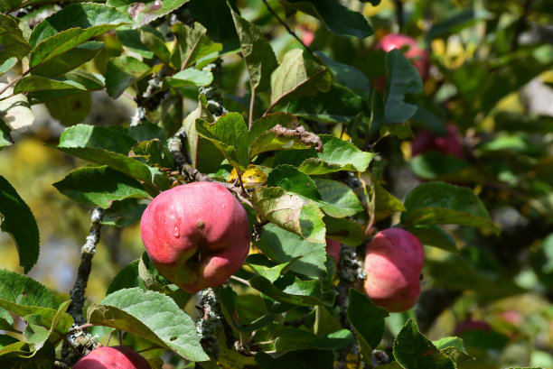 秋天，室外公园里挂着红苹果的苹果树，远处是黄色的桦树图片下载