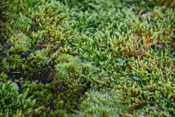 苔藓的特写图像图片下载