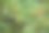 苔藓的特写图像图片下载