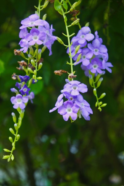 紫色的花。图片下载