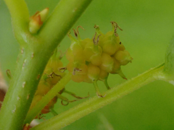 黑桑果:黑桑果(黑桑果)的果实，不是浆果，而是一种集合体果实，卵形的合心果，由瘦果组成，每个瘦果被多汁的花萼覆盖，未成熟时颜色从绿色到红色，成熟时颜色从紫色到黑色图片下载
