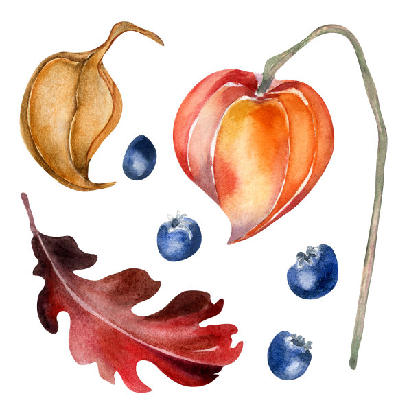 一套彩色秋季植物，浆果水彩插图孤立在白色背景。图片下载