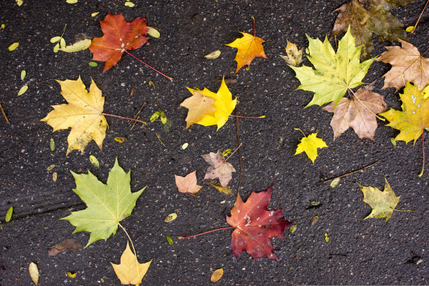 秋天枫叶落在柏油路上，黄了，绿了。秋叶摊开在又湿又黑的柏油路上。图片下载