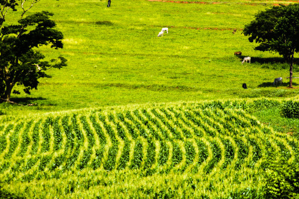 农业是一个国家发展的典范图片下载