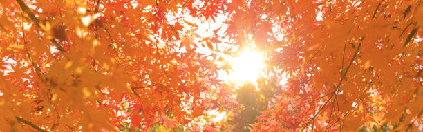 秋天横幅图像图片下载