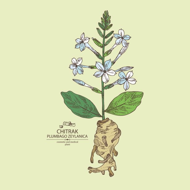 Chitrak植物和根的颜色插图图片下载