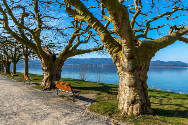公园长凳的漂亮照片，可以看到湖景图片下载