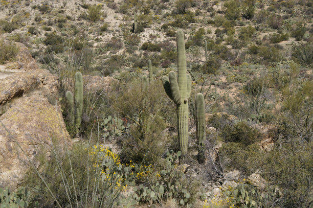 沙漠中的仙人掌景观图片下载